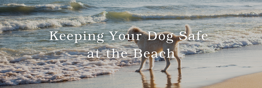 Keeping Your Dog Safe at the Beach