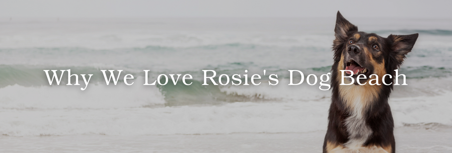 Why We Love Rosie's Dog Beach