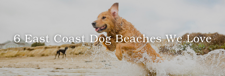 6 East Coast Dog Beaches We Love